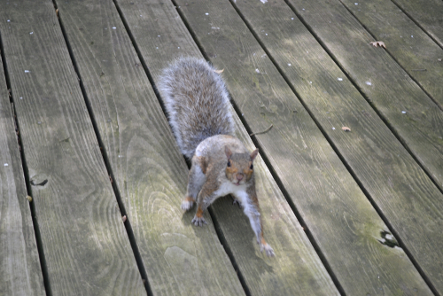A squirrel on top of a deck